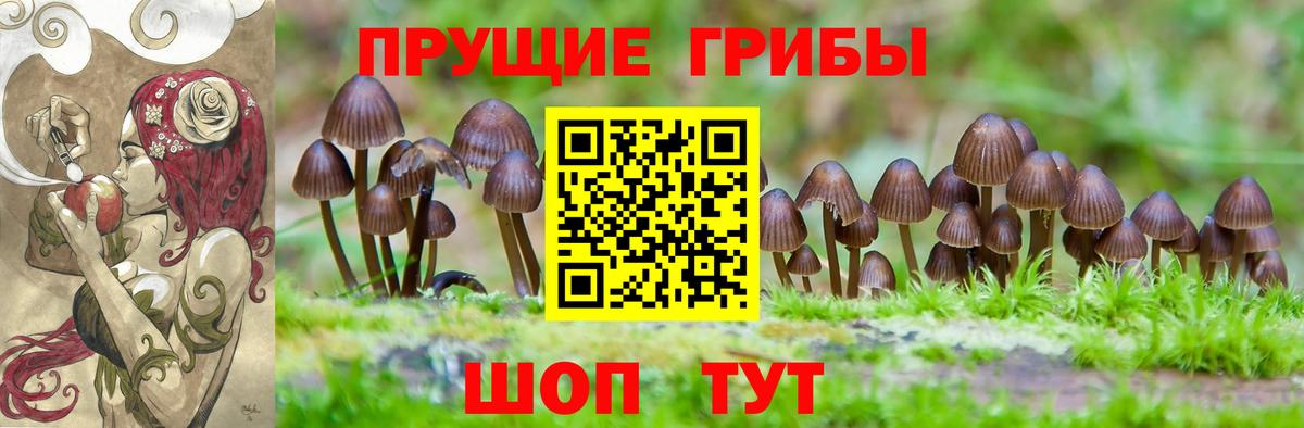 Галлюциногенные грибы Psilocybe  Новотроицк 
